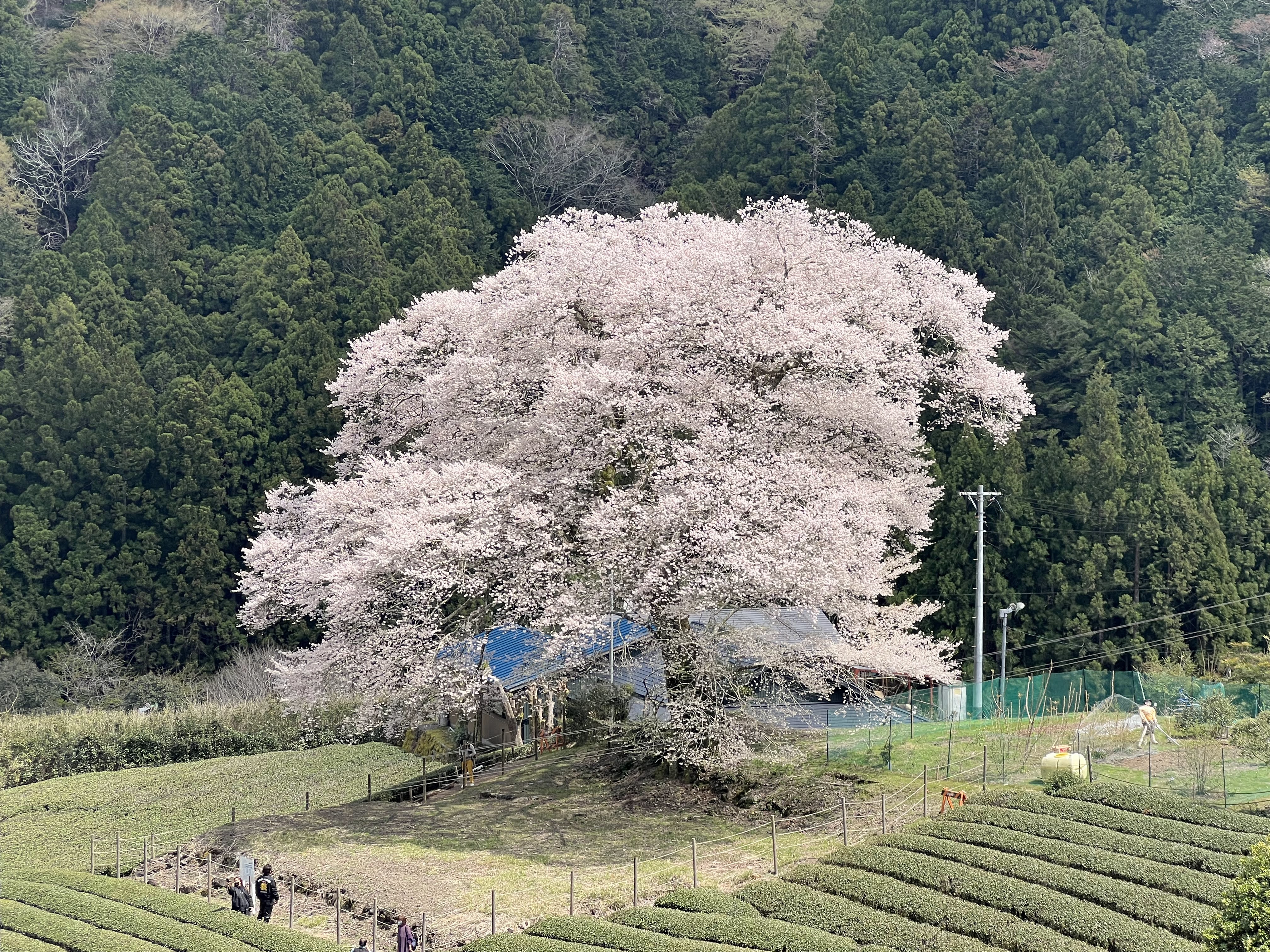 牛代のみずめ桜