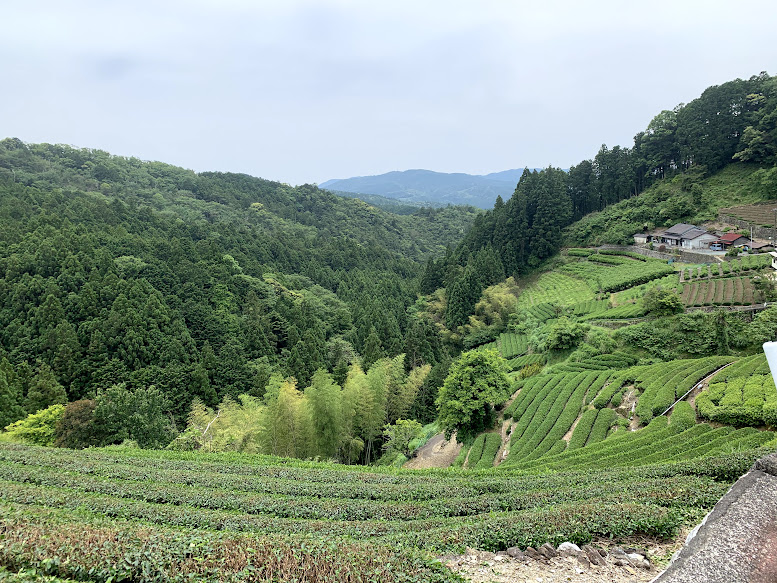 古東土の茶畑