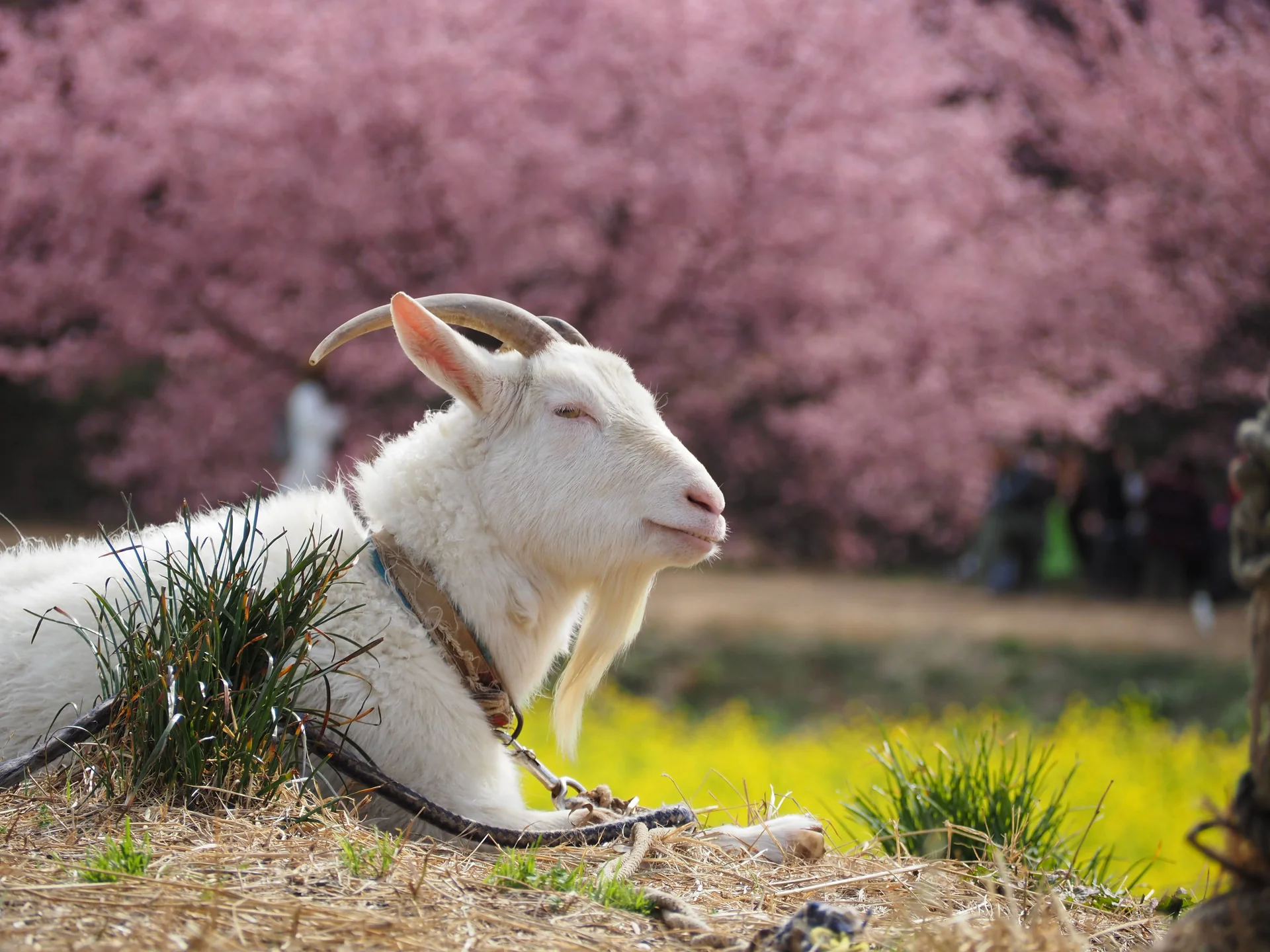 東大山の河津桜