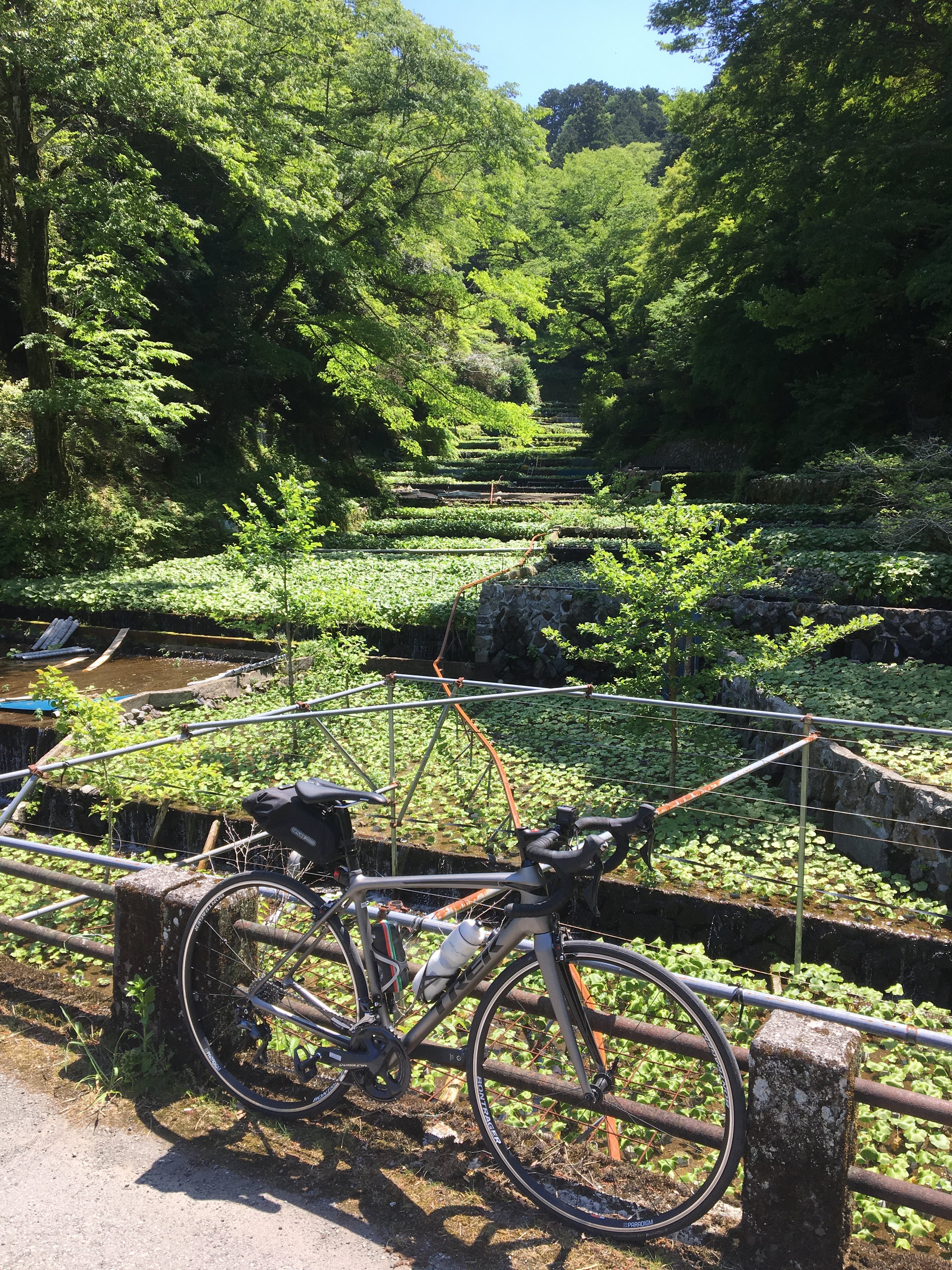 筏場のわさび田